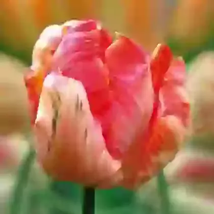 Apricot Parrot